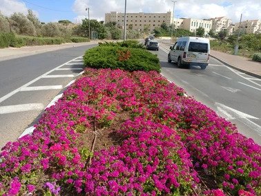 פרחים בכניסה לעיר